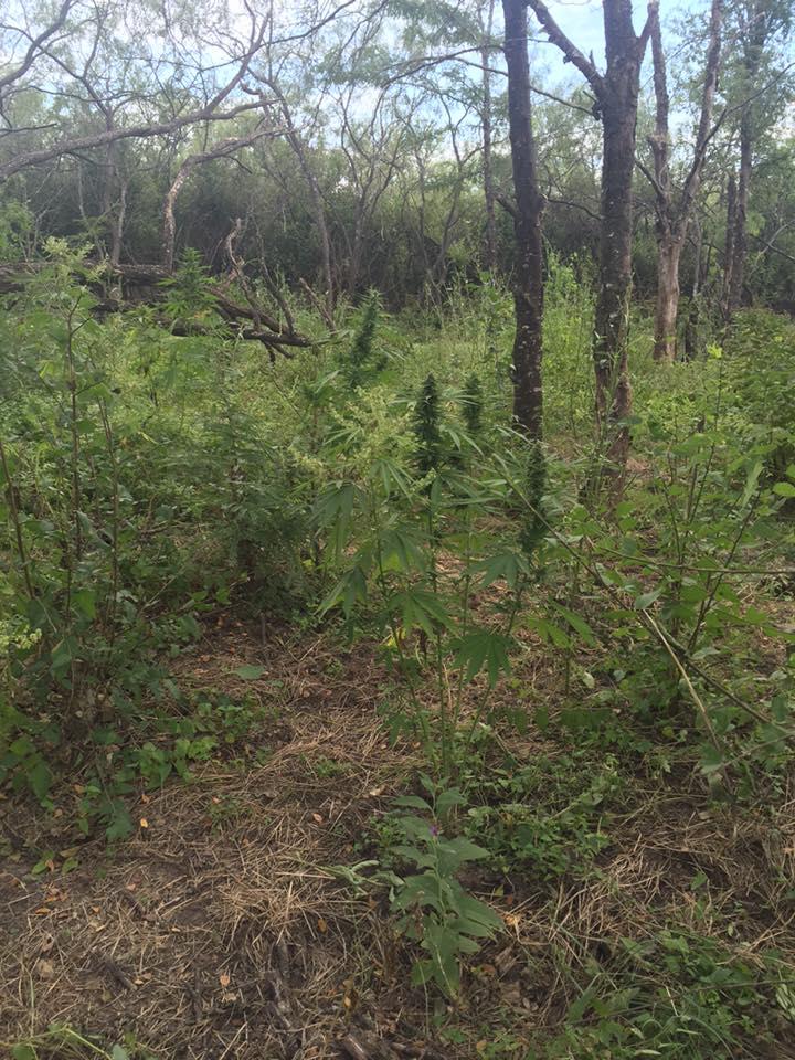 Marijuana plants growing out of the ground 