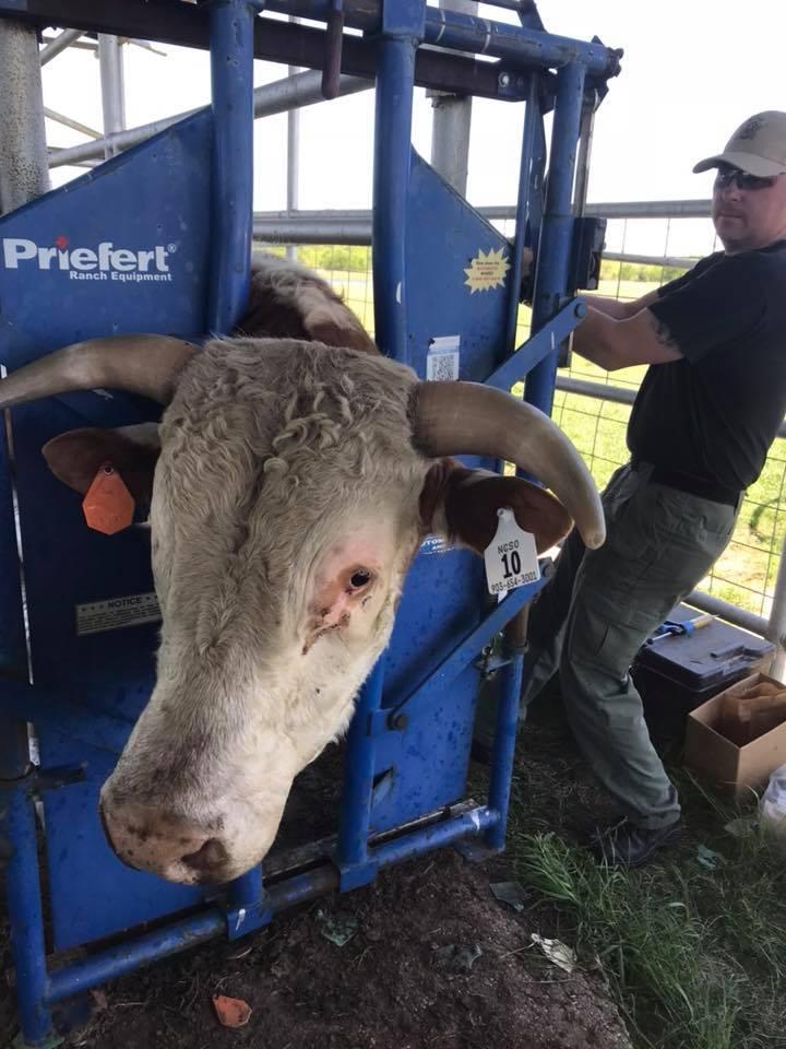 Officers making sure all cows were wormed, tagged and vaccinated