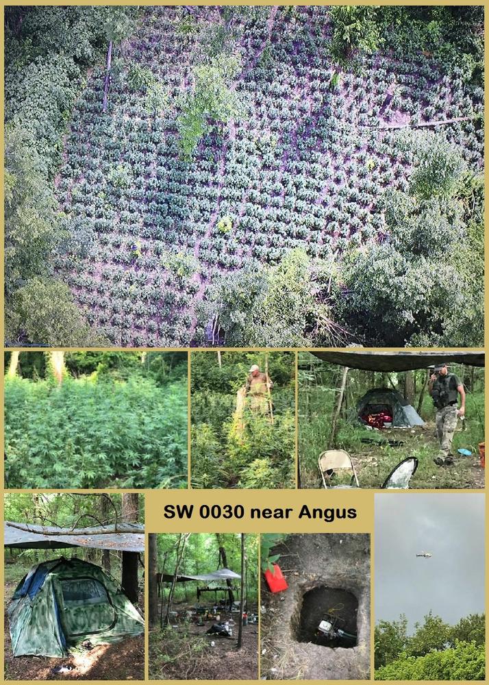 Very large marijuana grow operation